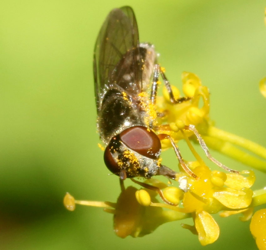 Platycheirus scutatus ♀ e ♂ (Syrphidae)